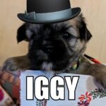 Iggy black and liver shorkie in Oakdale, California