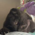 Ash The Scottish Fold in Rockledge, Florida