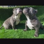 American Bully’s For Sale❗️ in Union City, California