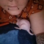 rats in Tacoma, Washington