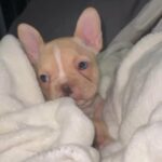 French Bulldog Puppies in New York City, New York