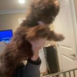 Male Shih Tzu in Lexington, North Carolina