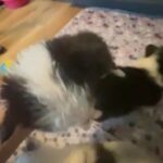 Black Tri Fluffy Female in Columbus, Ohio