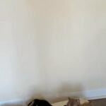 Shiba Inu Puppy’s For Sell in Lexington-Fayette, Kentucky