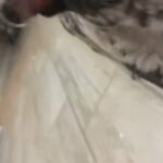 Merle French Bulldog in Rio Rancho, New Mexico
