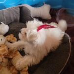 10wk Maltese female in Edmond, Oklahoma