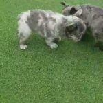 Lilac Fluffy Frenchie in Las Vegas, Nevada