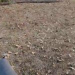 European blue great Dane for sale in Vidalia, Georgia