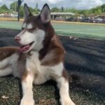 1 Year Old Husky in Hollywood, Florida