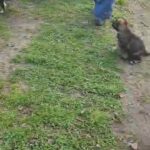 German Shepherd pups in Jacksonville, North Carolina