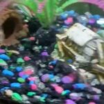 Baby Brittlenose Pleco Fish For Sale! (Albino And Regular) in Arnold, Maryland