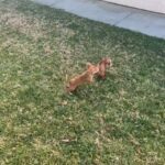Puppy’s For Sale in Lancaster, California