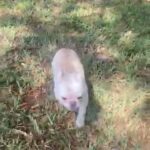 Micro Frenchie in Orlando, Florida