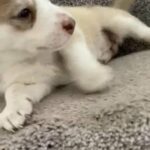 Siberian Husky in Homestead, Florida