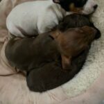 Chi/min Pin Puppies in Westfield, Massachusetts