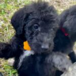 Labradoodle Puppies in Spring, Texas