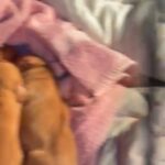 Puppies For Sale!! in Bloomsburg, Pennsylvania