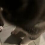 Green Akita Puppy in Houston, Texas