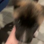 Purple  Akita Puppy in Houston, Texas