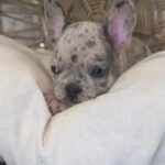 Blue Merle Female Frenchie in Los Angeles, California