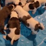 PUREBRED UKC AMERICAN PITBULL TERRIER  UKC AMERICAN PITBULL in Honolulu, Hawaii