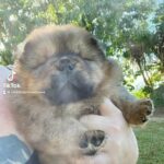 Chow Chow Puppies in Hilo, Hawaii
