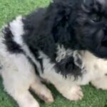 STANDARD POODLE in Eugene, Oregon