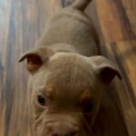 Exotic American Bully Puppies Available‼️🐶 in Hollywood, Florida
