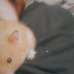 female hamster in Terre Haute, Indiana