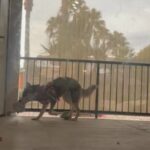 8 Month Husky in Surprise, Arizona
