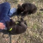 male and female german shepard lab mix puppies in Longview, Texas