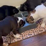Black Trindle Male AKC English Bulldog in North Bergen, New Jersey