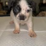Shih Tzu Chihuahua Mix in Phoenix, Arizona
