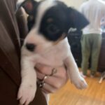 Chi Min Pin Mix in Westfield, Massachusetts