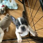 French Bulldogs in Westfield, Massachusetts