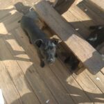 dogs for sell in Spartanburg, South Carolina