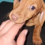 chiweenie puppies in Portland, Oregon