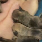 Frenchie Puppies! in Fort Lauderdale, Florida
