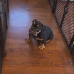 4 Months Old • Black Trindle English Bulldog, Male AKC Vaccinated Dewormed in North Bergen, New Jersey