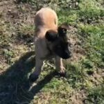 Belgian Malinois Puppies in Midlothian, Texas