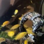Baby Cichlids in Santa Ana, California