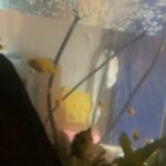 Baby Cichlids in Santa Ana, California
