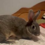 New Zealand Rabbit in Knoxville, Tennessee