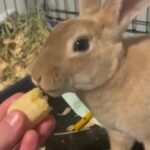 Rex Rabbit in Knoxville, Tennessee