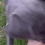 Blue Nose pitbull in Phoenix, Arizona