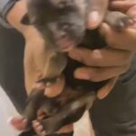 German Shepherd/Siberian Husky puppies in Marietta, Georgia