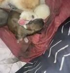 Teacup Chihuahua in Hollywood, Florida