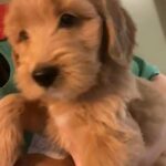 F1B Golden doodles in Jacksonville, Florida