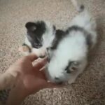 Female Fluffy Blue Merle in Columbus, Ohio