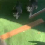 huskies in Austin, Texas